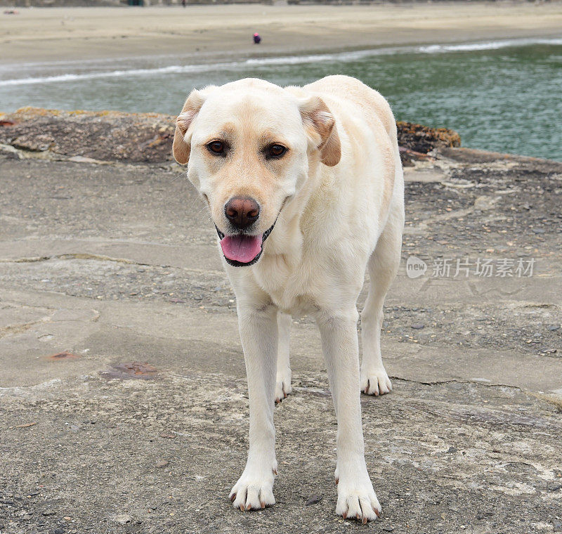 康沃尔的拉布拉多寻回犬