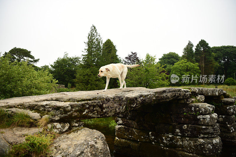 达特穆尔的拉布拉多寻回犬