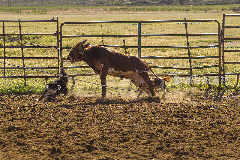 美国犹他州盐湖城圣塔昆山谷的牛、牛、小牛肉放牧绳索