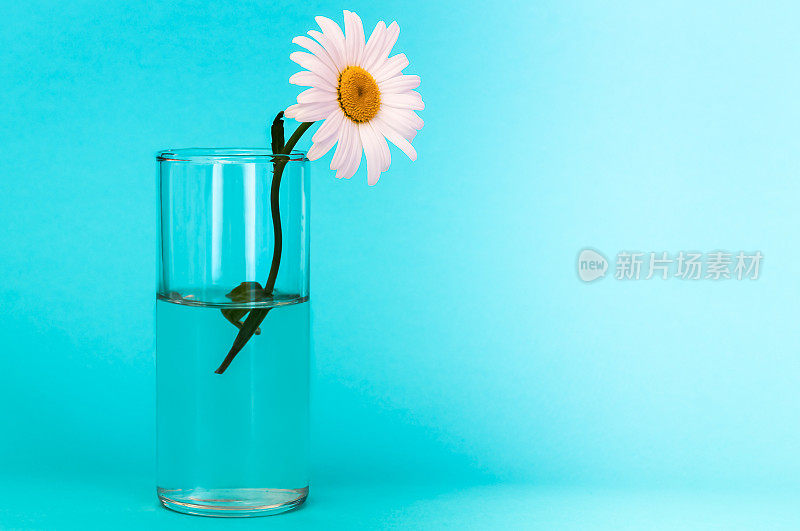 一个玻璃与美丽，明亮的洋甘菊花在蓝色的背景，右边是一个明亮的地方，以供题字。