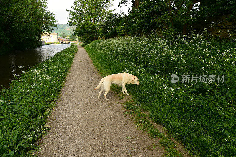 在小路上行走的拉布拉多寻回犬