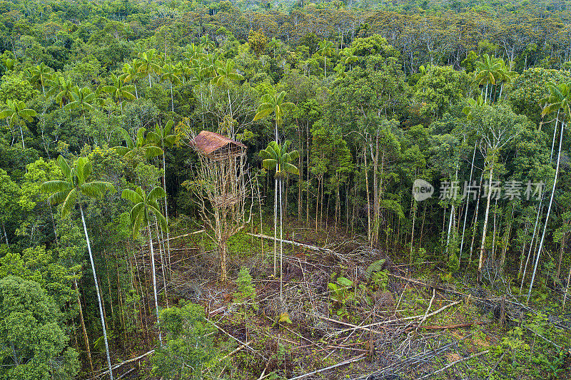 印尼西巴布亚丛林空地上的科罗威树屋