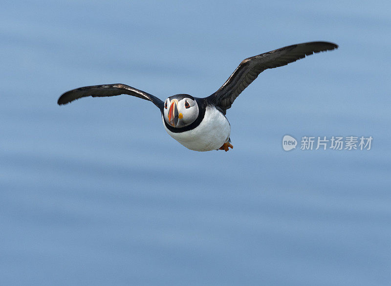 飞行中的大西洋海雀