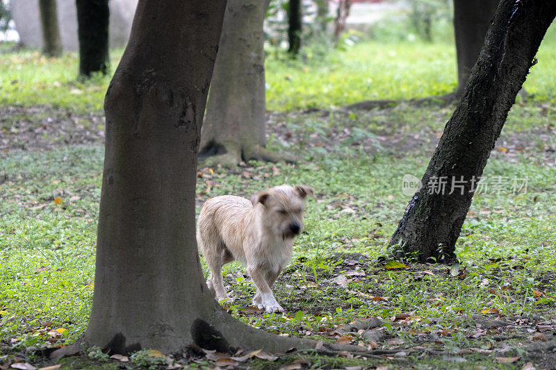 小狗在树林里奔跑