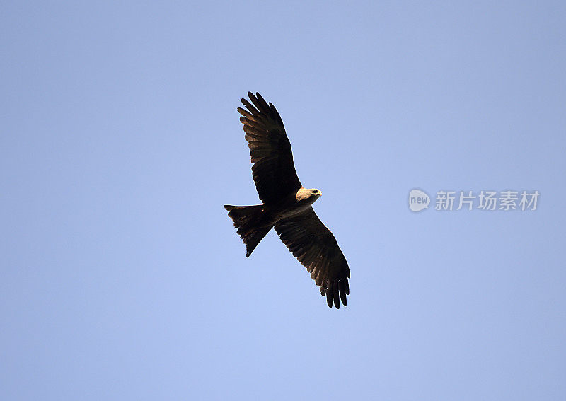 非洲卢旺达的小斑点鹰