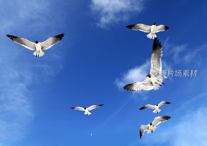 蓝天上一群飞翔的海鸥