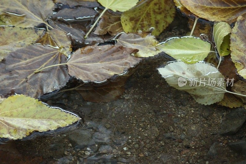 森林倒影在河水上