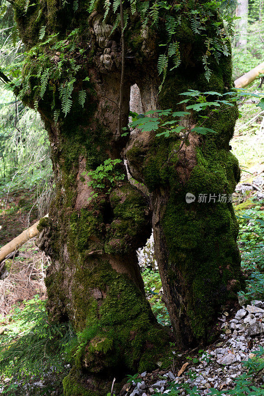 苔藓覆盖的树