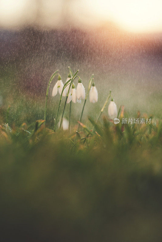 雪莲花上的春雨