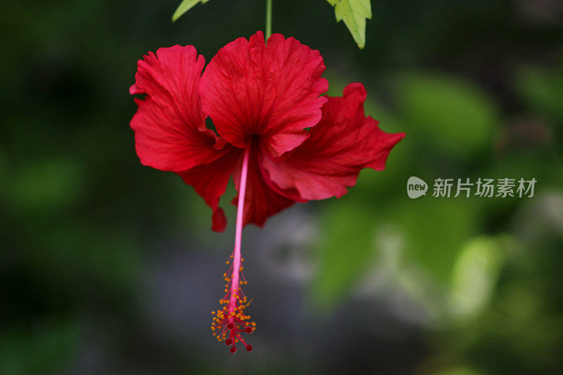 芙蓉花的特写