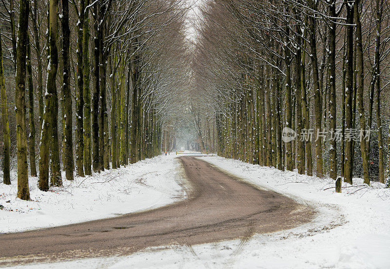 冬天的绿树成荫的乡村道路-有一排树干的雪林荫道