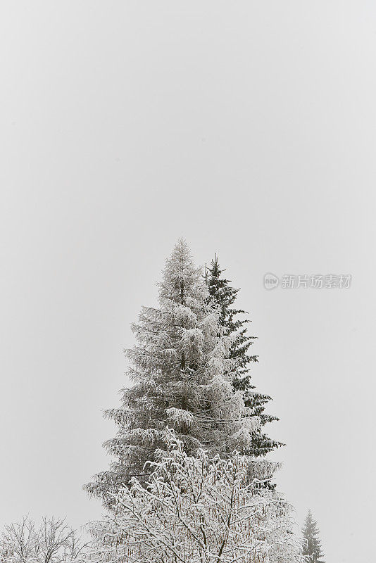 树梢上覆盖着雪