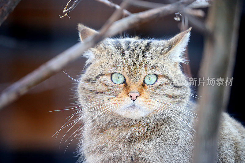 欧洲野猫