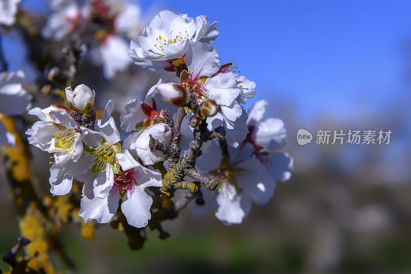 杏仁果园花的特写