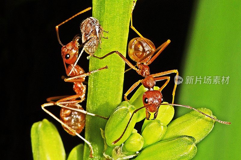 树枝上的蚂蚁和蚜虫。