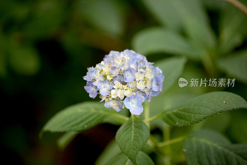 绣球花的植物