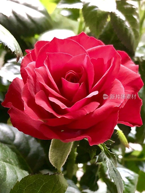 在夏日的英国花园边缘，盛开的单朵红玫瑰和花瓣生长在修剪过的玫瑰花丛中，浪漫的红玫瑰是情人节的完美选择，加上绿叶背景