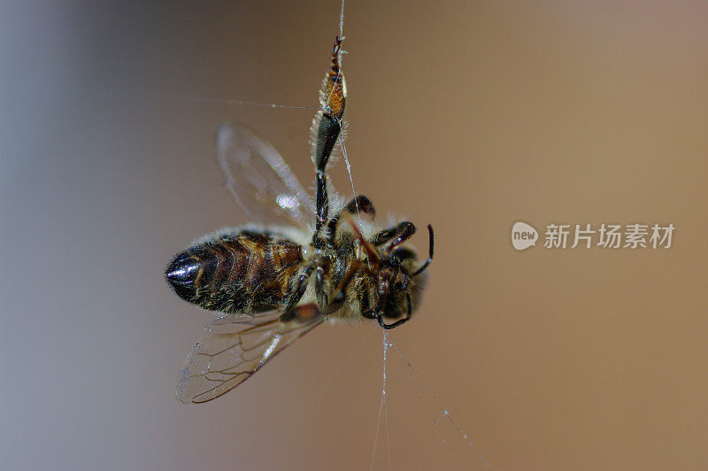 蜘蛛网里的死蜜蜂