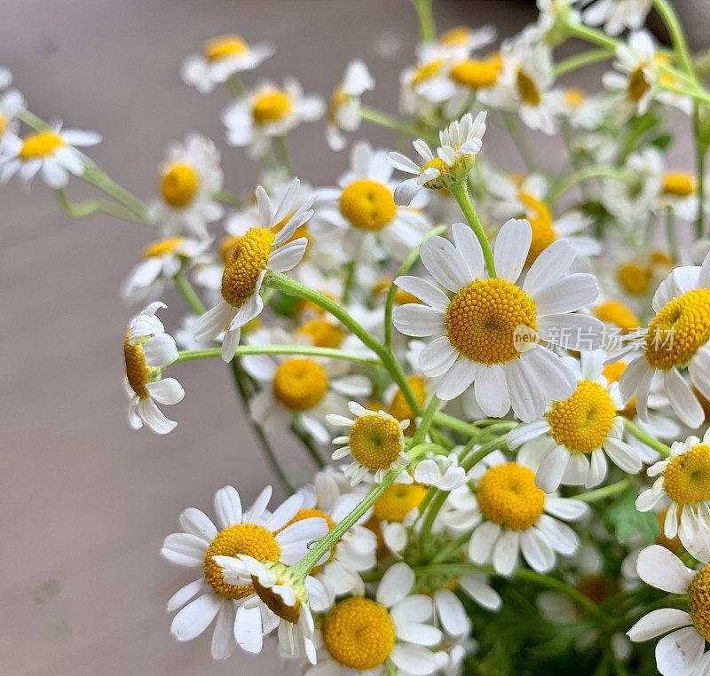 一束洋甘菊花