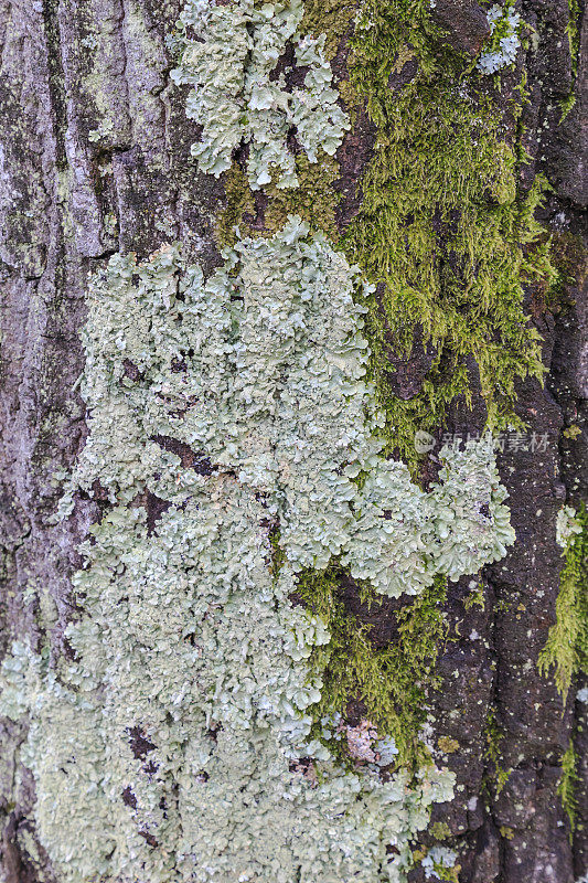 地衣和苔藓