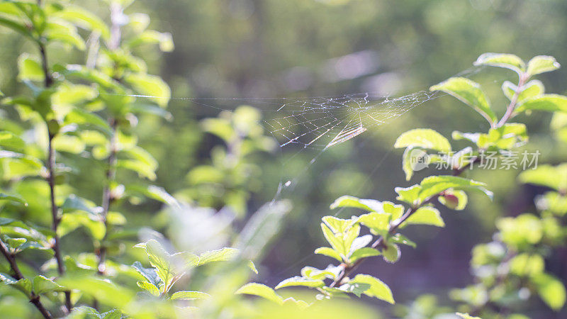 花园里的南京樱桃树枝上的蜘蛛网。