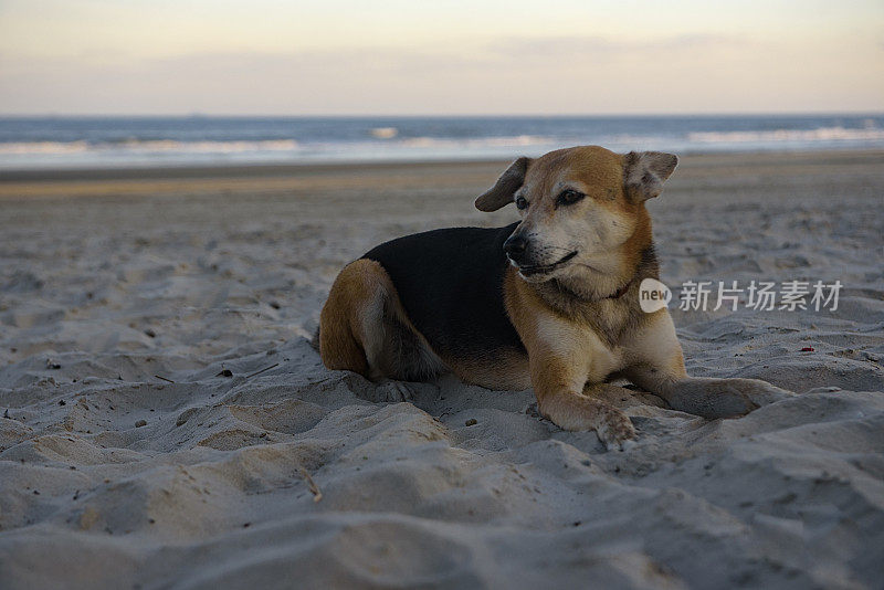 狗和沙子