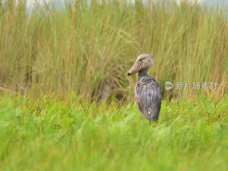 在Mabamba沼泽的Shoebill