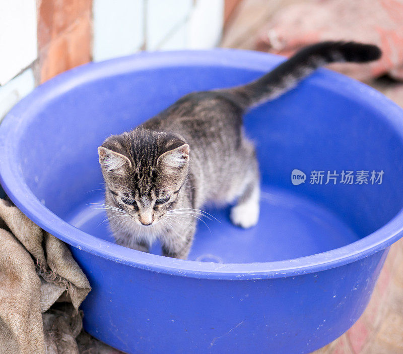 小猫在碗里。