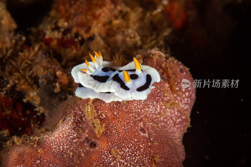 海洋生物。彩色的海蛞蝓水下生物裸鳃