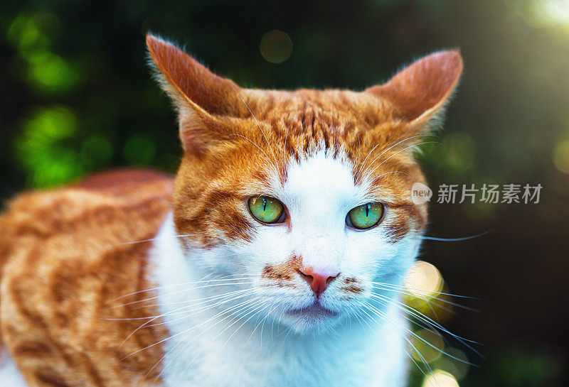 受惊的宠物姜猫与他的耳朵在繁茂的花园
