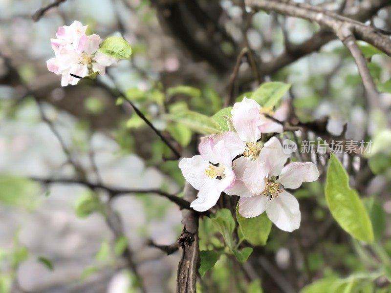 湖上的春花