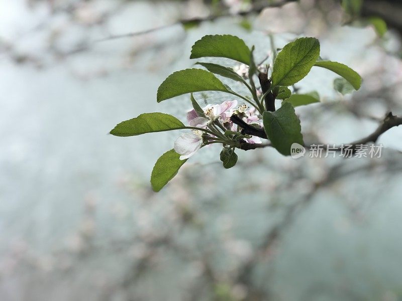 湖上的春花