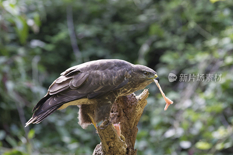 秃鹫在吃猎物(布特奥布特奥)