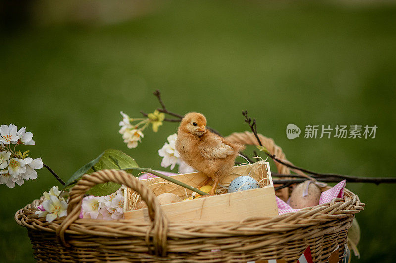 可爱的小鸡在寻找复活节彩蛋