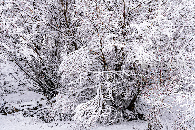 树在冬天，下雪