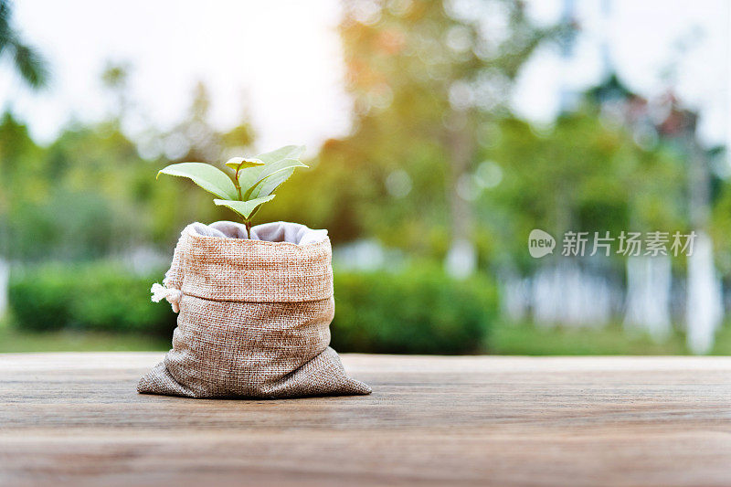 从钱袋里长出来的植物