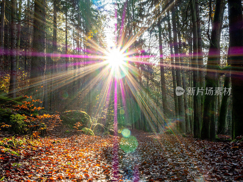 美丽的阳光在秋天的森林