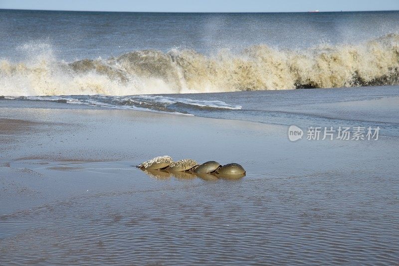 一群藤壶壳马蹄蟹