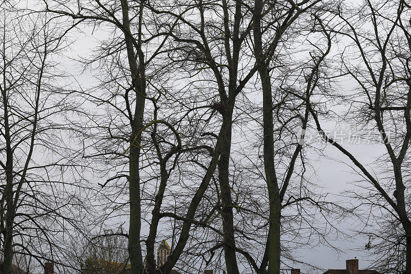 光秃秃的树枝在冬日阴沉的天空中