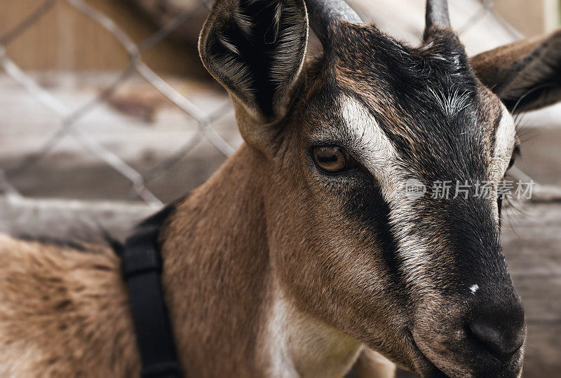 农场里可爱的小山羊