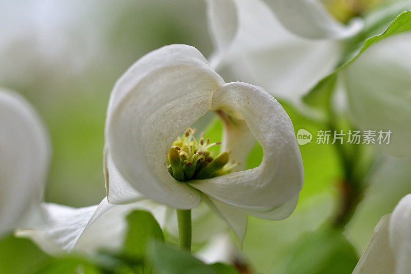 山茱萸花的极端特写照片，被花瓣状苞片包围