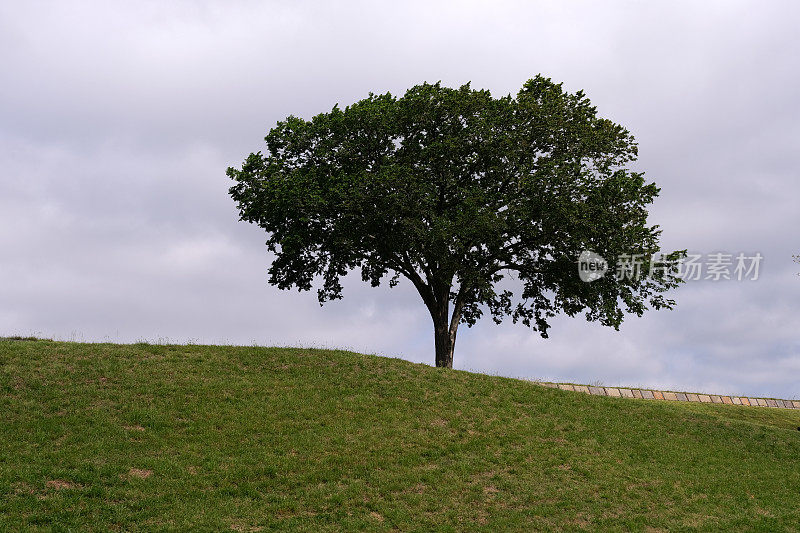山顶上的一棵孤树
