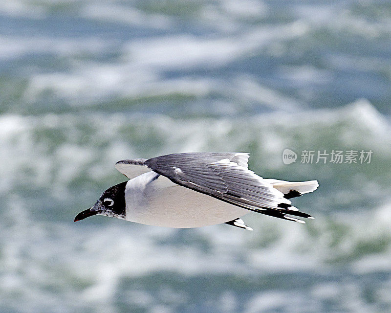 一只成年的富兰克林海鸥飞过碎浪