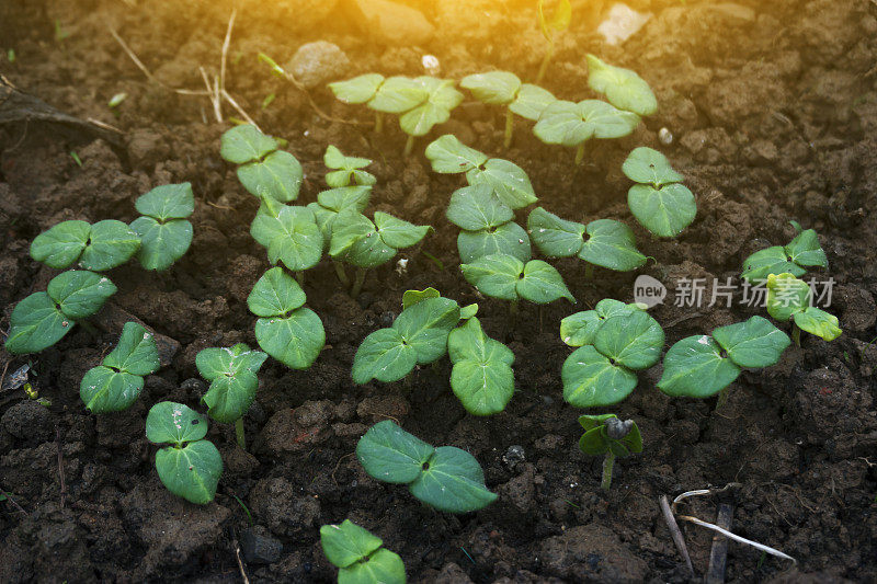 秋葵树苗在春天早晨的阳光下