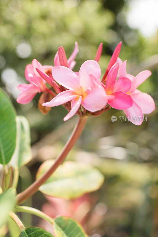 粉红色的热带鸡蛋花