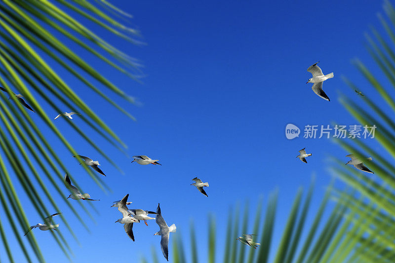 一群海鸥和棕榈树叶