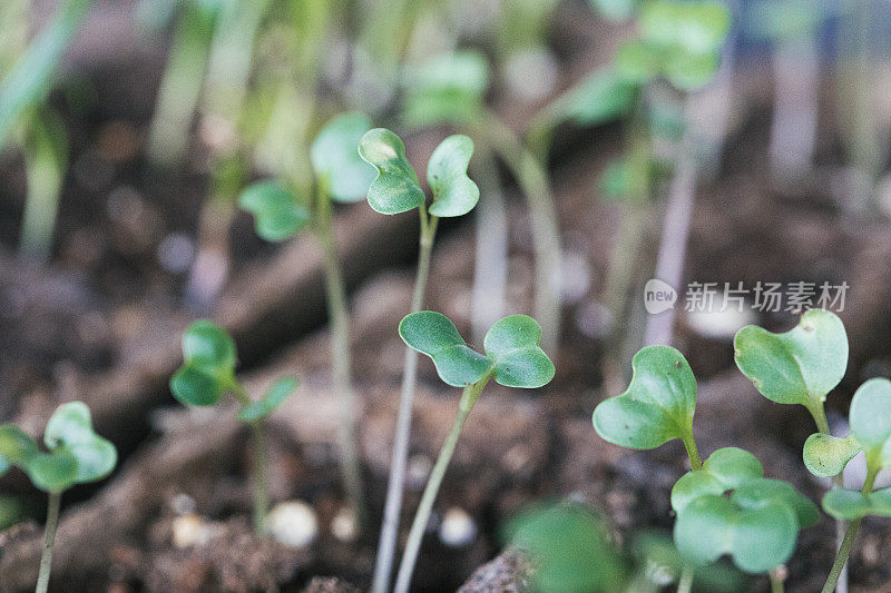 近距离观察一个室内花园，在那里幼苗生长在自然光，然后他们将被移植到室外。