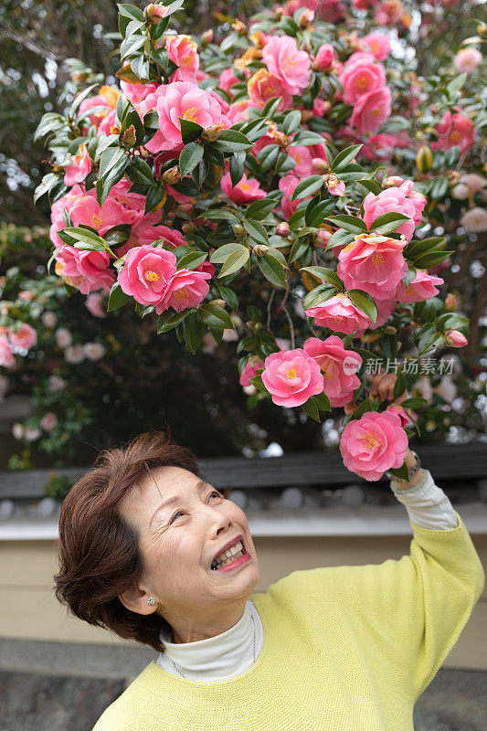 日本妇女看着茶花