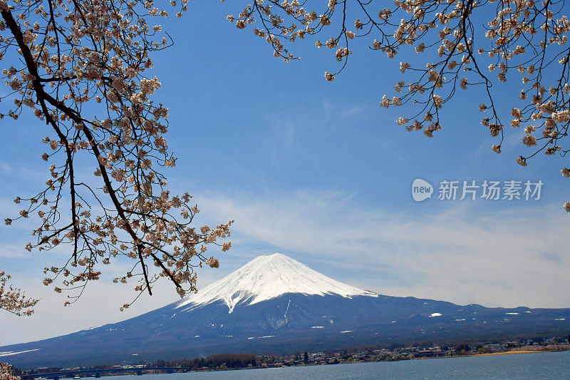 富士山和川口湖的樱花