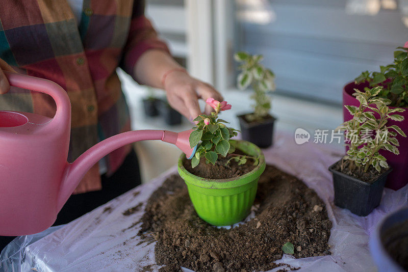 在家种花